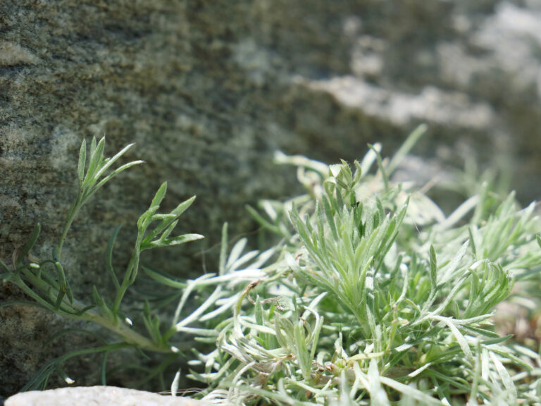 Gletscherwermut oder Bergwermut eine spezielle Art der Artemisia.