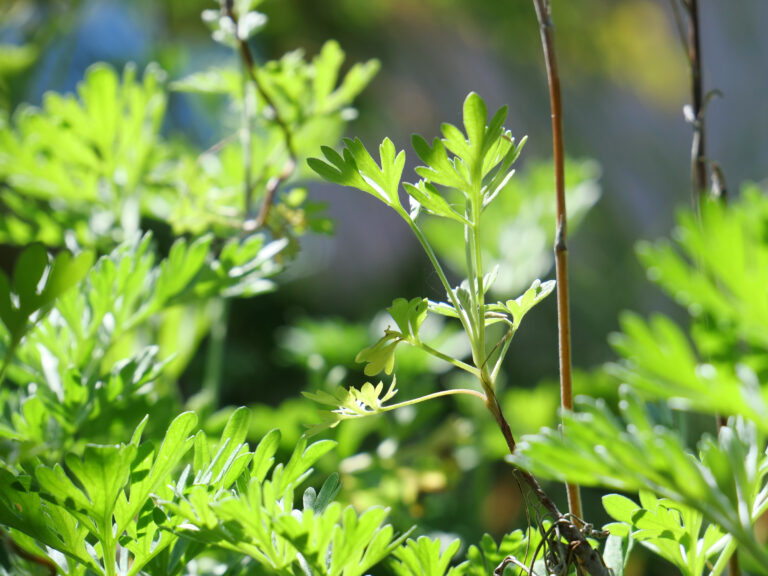 Wermut oder Wermutkraut (Artemisia absinthium L.) ist eine Pflanzenart in der Gattung Artemisia und ist natürlich auch Bestandteil von diesem Wermut.